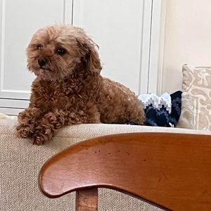 Meet your Posher, Deirdre